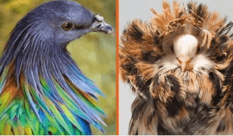 10 Unique Pigeons You Didn’t Know Existed
