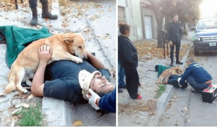 15+ Times Dogs Proved They Understand Unconditional Love Better Than Humans Do