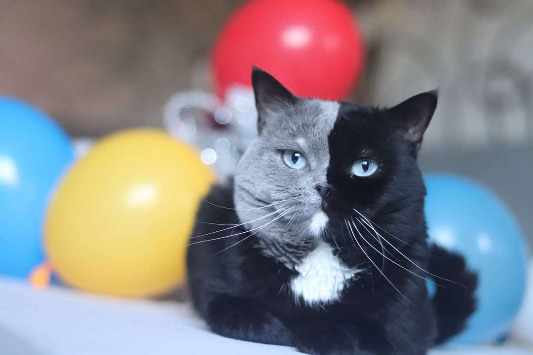 Cat With A Bicolor Face Is The Father Of Two Kittens Who Shared Their Colors