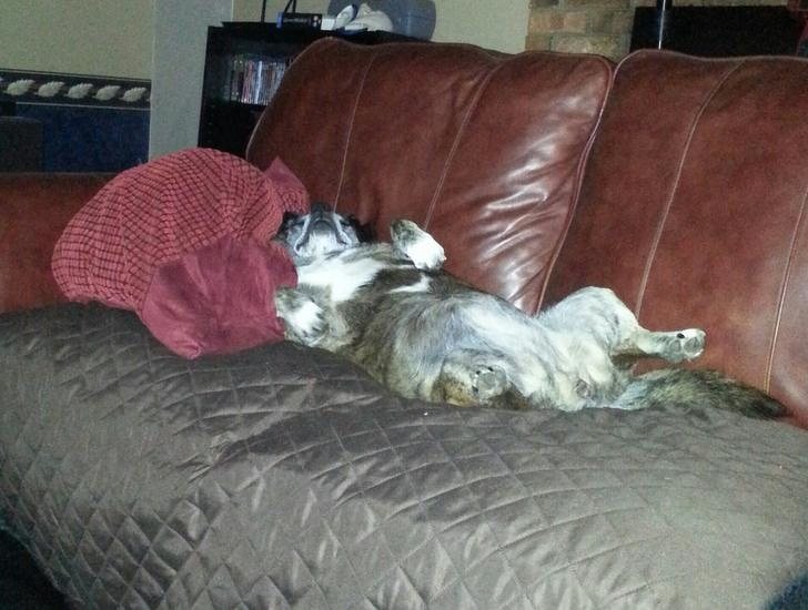 13+ Pets That Could No Longer Stay Awake