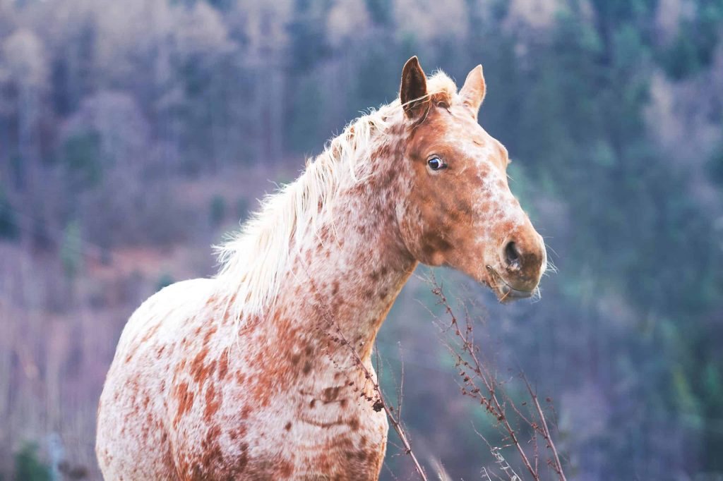 16 Beautiful Appaloosa Horse Photos That Will Enhance Your Day