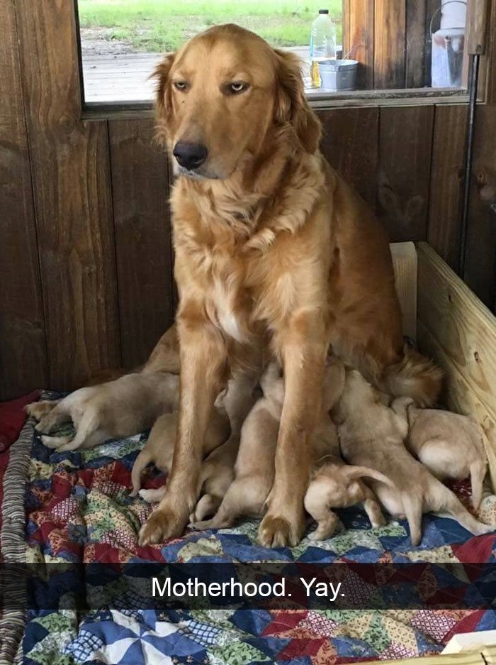 24 Hilarious Animal Snapchats That Will Make Your Day So Much Better
