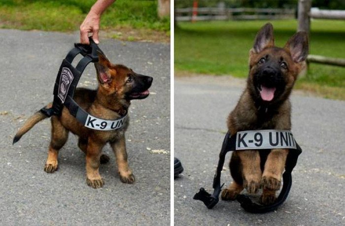 15 Incredibly Adorable Pictures Of Puppies Working For The First Time Ever