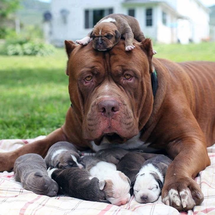 10+ Furry Moms That Will Bring You A Good Mood