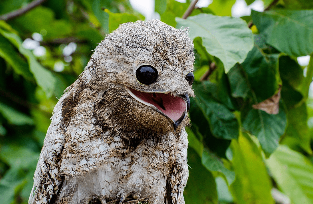 10 Birds That Make People Think Of Aliens Instead Of Animals