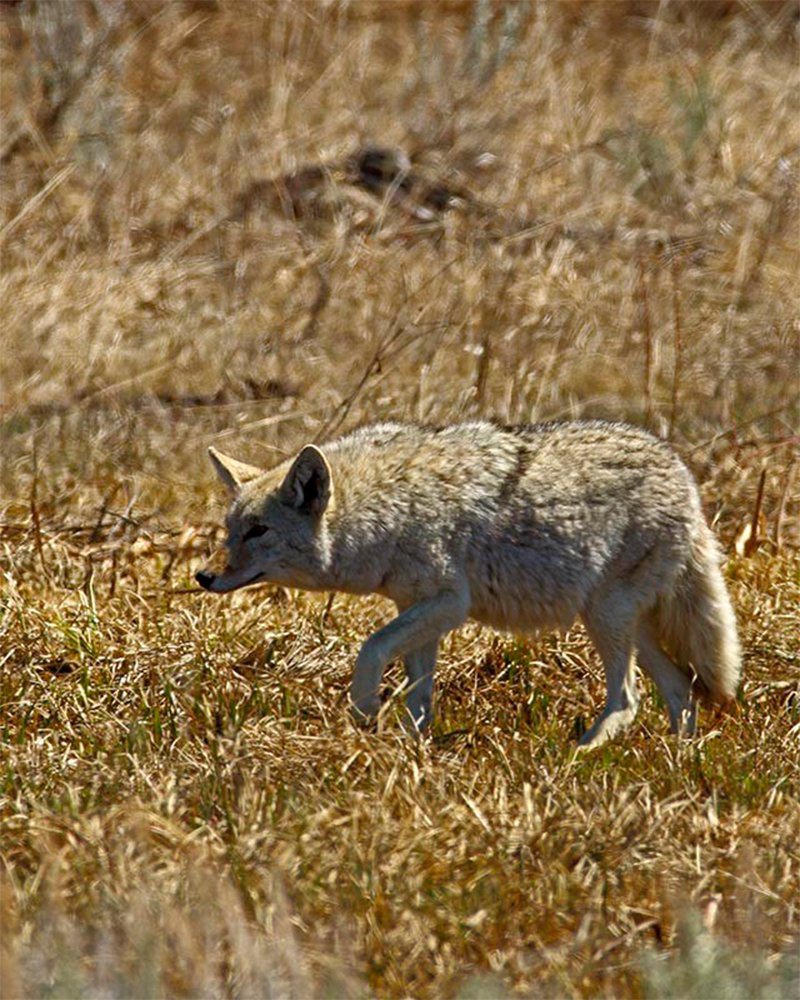 10 Beautiful Moms From The Animal Kingdom Proudly Showing Off Their Pregnancies