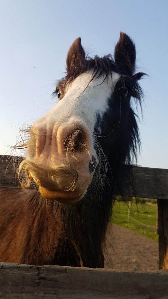 13+ Animals Lucky Enough To Be Born With A Twist
