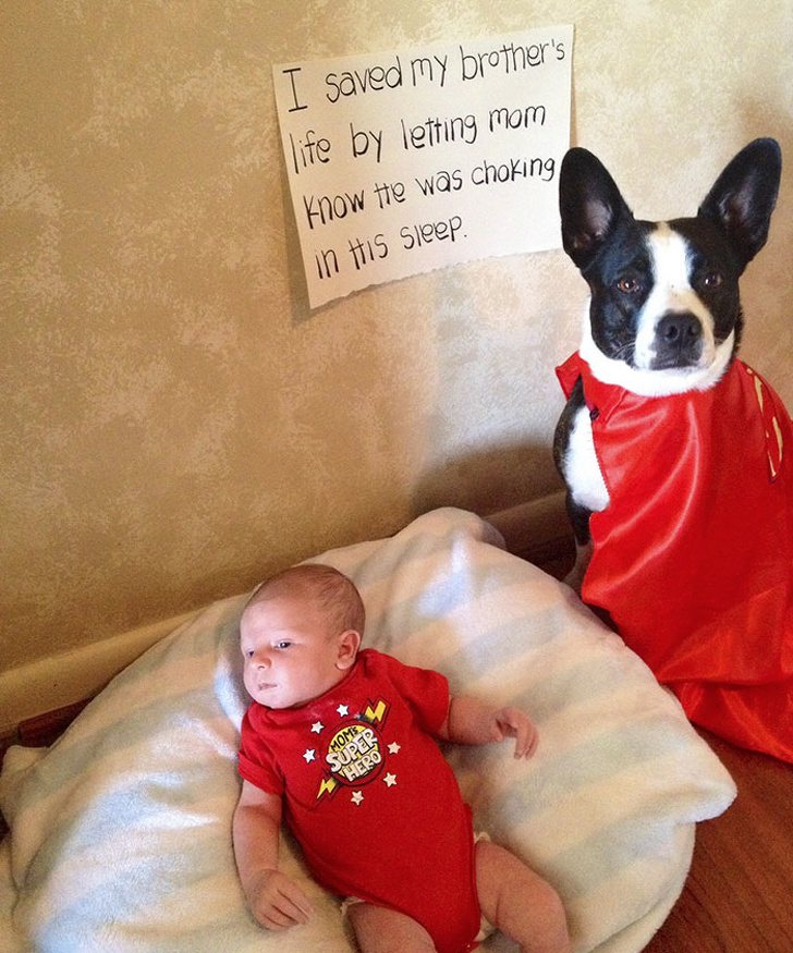 Dogs With Pure Hearts That Make The World A Better Place