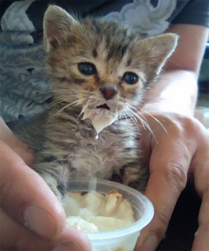 17 Photos of Kittens Eating Only Feline Owners Will Understand