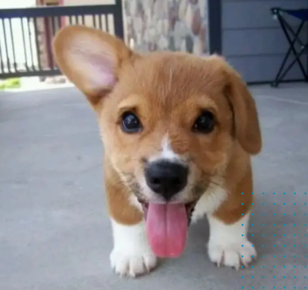 17+ Tiny Animals That Break The Cute-O-Meter