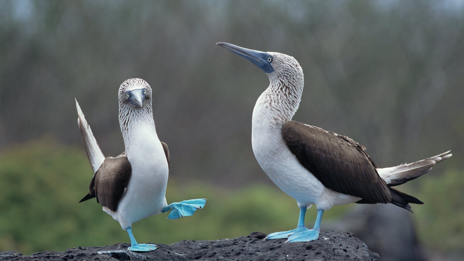 Meet The Blue-Footed Booby – The Adorable ‘Cartoon Character’ Bird