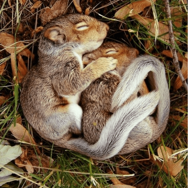 10+ Incredibly Beautiful Photos Of “Animals In Love”