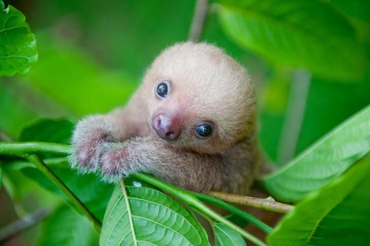 10+ Baby Animals That Can Save Your Gloomy Day