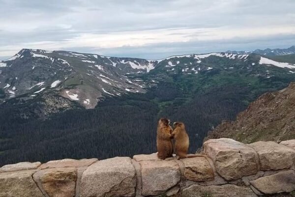 10+ Animals Who Act Just Like They Star In Movies