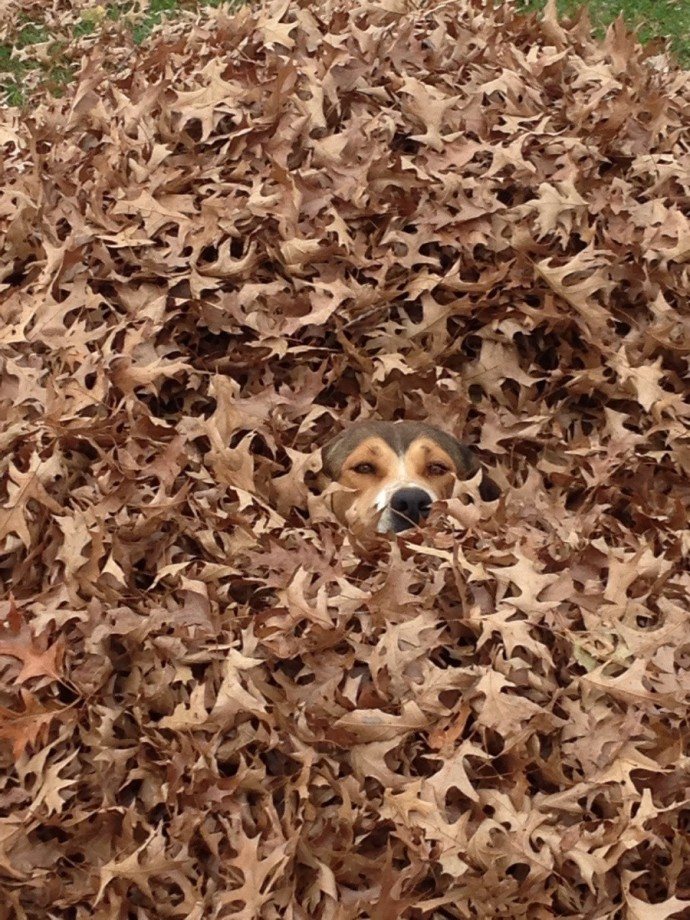 18 Photos Proving That Dogs Are Basically Stealthy Ninjas