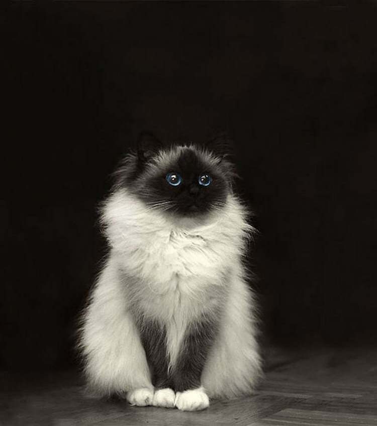 15+ Photos Of Unreal Fluffy Cats