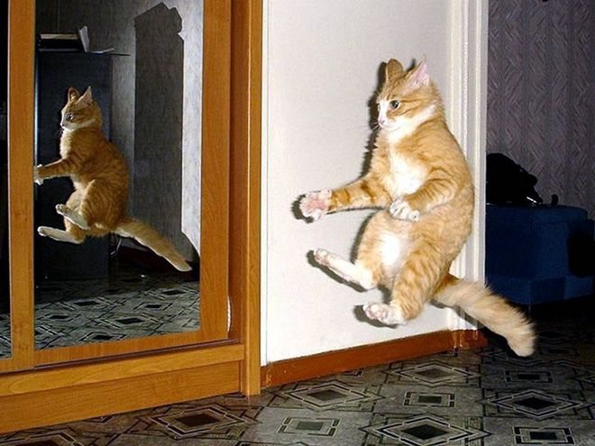 20 Cats Show Us How To Hover With Style