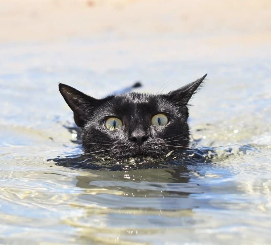 8+ Comparisons Proving That Panthers Are The Same Cats, Only Larger In Size