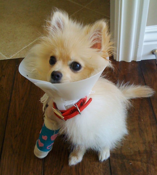 17+ Injured Animals In Tiny Casts That Will Surely Melt Your Heart