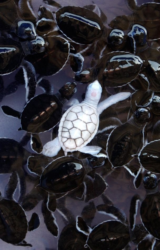 15 Photos Of Albino Animals That Don’t Need Other Colors To Be Extremely Fascinating