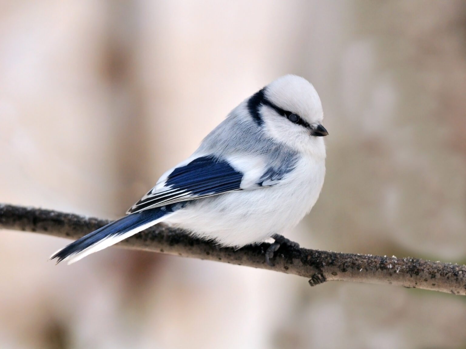 Meet the Azure Tit, a Tiny Frost-Blue Songbird Enchanting People With Its Cuteness