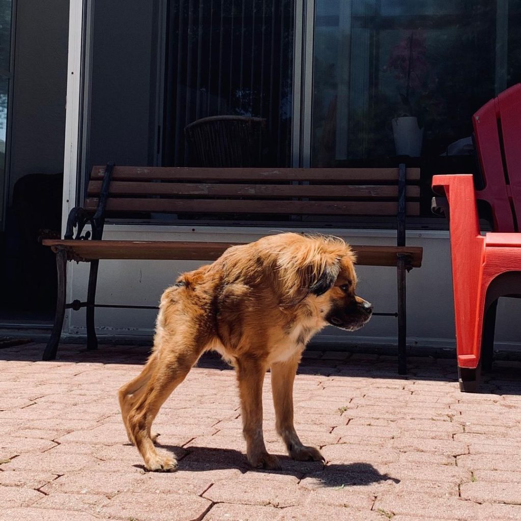 Meet Tilly, The Tiny Dog That Doesn’t Know She’s Different