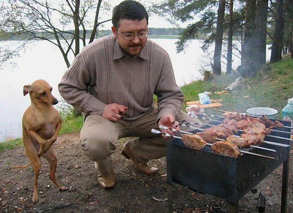 10+ Funny Photos Of Dogs Begging For Food That You Just Can’t Say No To