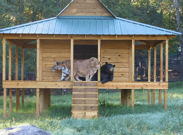 16+ Unlikely Animal Friends That Will Warm Your Heart