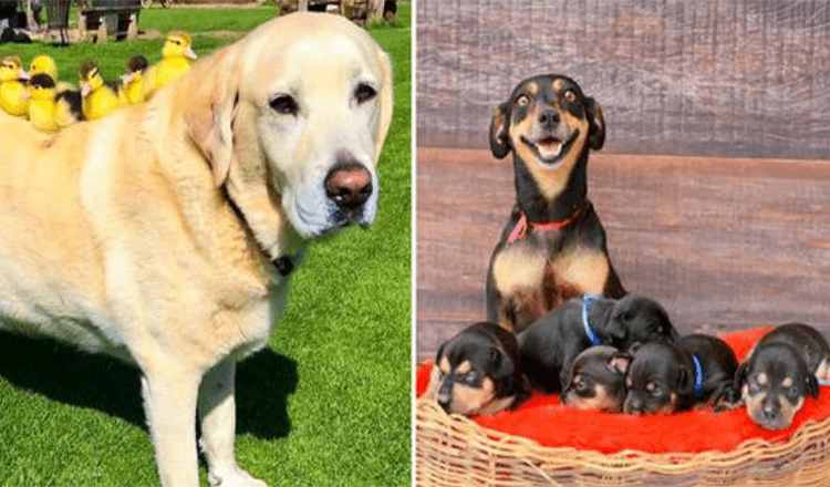 18 Animals That Transmit Happiness Through Their Offspring