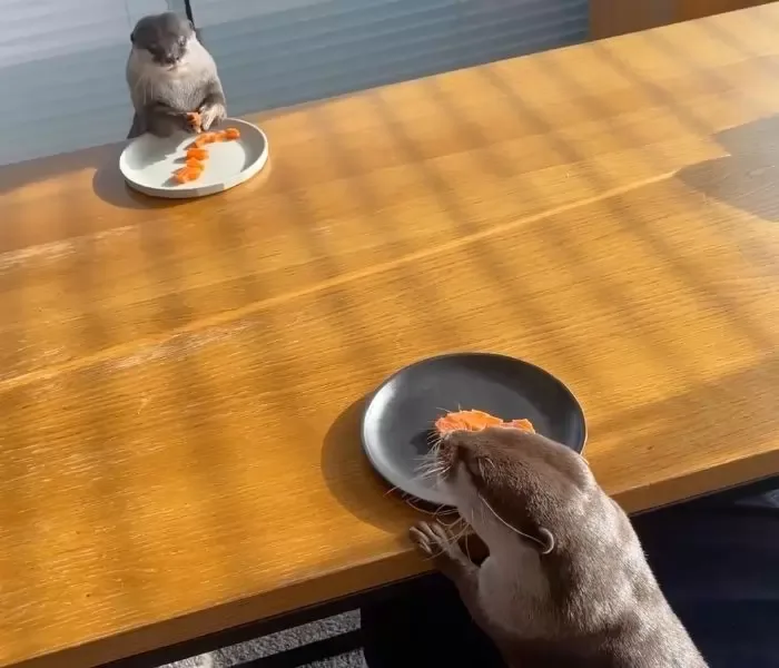 Chubby Otter On A Diet Gets A Salmon Treat For Cheat Day And It’s The Cutest Thing