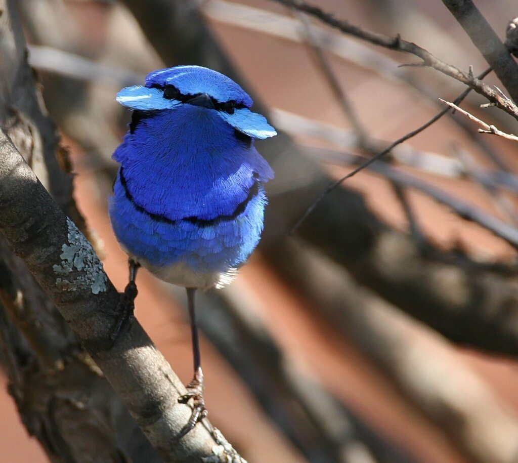 Meet The Splendid Fairywren, The Bright Blue Bird Who Knows About True Love