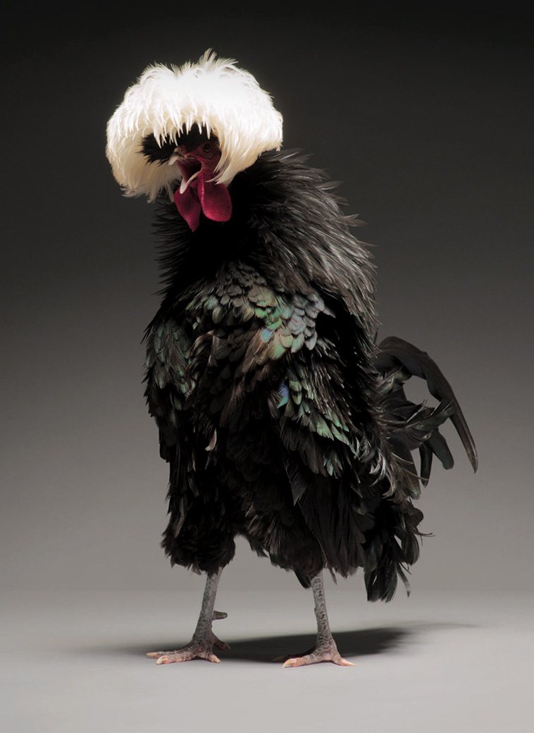 13 Photos of Most Beautiful Chickens on the Planet