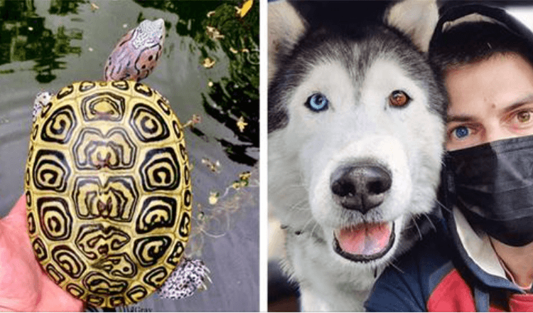 19 Times Nature Was Inspired By The Raising Of Our Pets