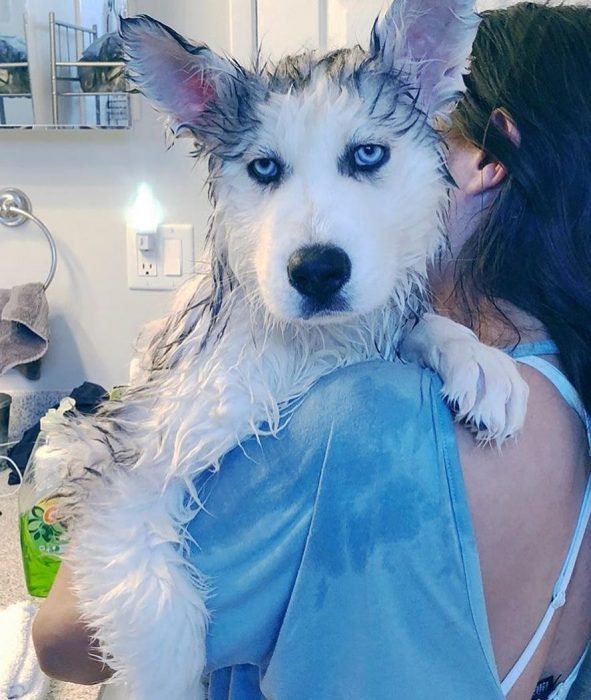 Not Even The Summer Heat Prevents These Animals From Being Adorable