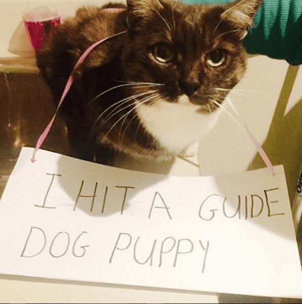 These Cats Are Very Proud Of Themselves For Doing Naughty Things