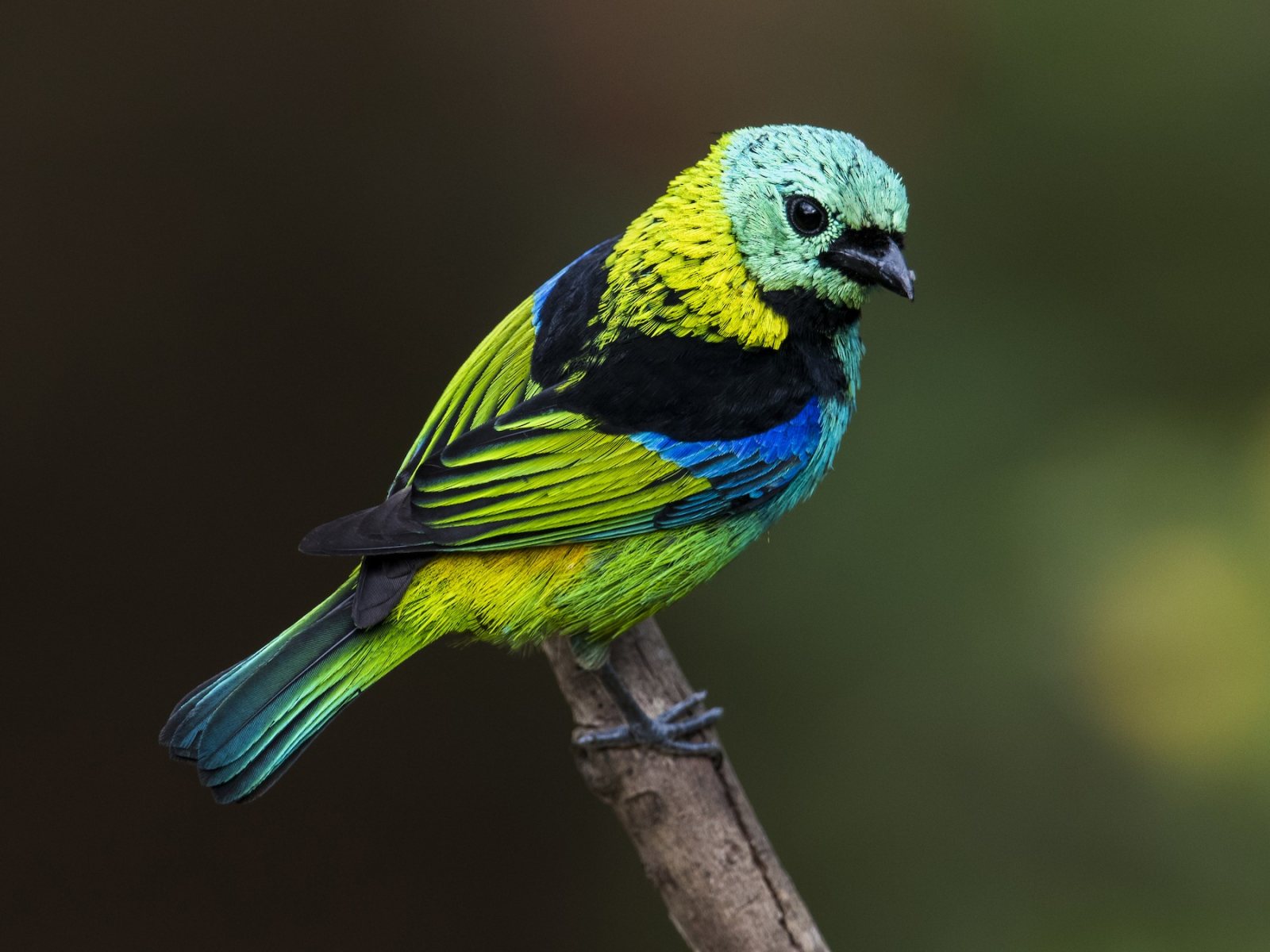 Meet The Green-Headed Tanager – The Vibrant Colored Songbird