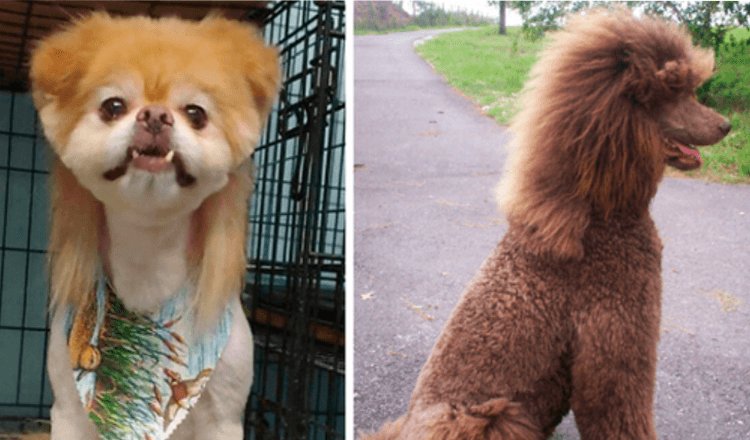 +6 Photos Of Dogs With Funny Looking Mullets