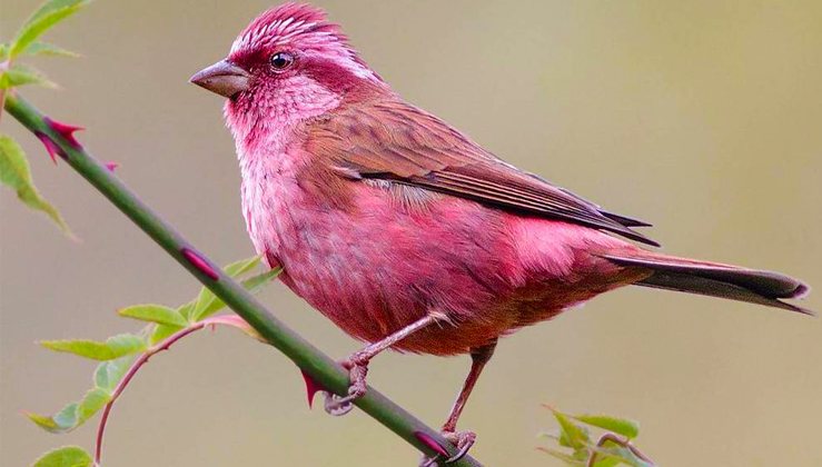 Meet The Rosefinches, The Little Birds With A Gorgeous Pink Coloring