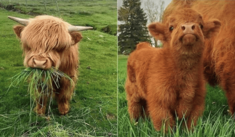 10+ Adorable Photos Of Baby Yak That Can Cheer Anyone Up